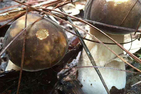 牛肝菌是菌類還是菇類，牛肝菌容易消化嗎