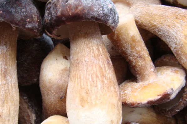 吃了過期的牛肝菌會(huì)怎樣 吃了過期的牛肝菌會(huì)怎樣