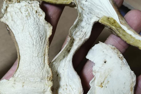 牛肝菌對(duì)其生長(zhǎng)環(huán)境有要求嗎 牛肝菌對(duì)其生長(zhǎng)環(huán)境有要求嗎