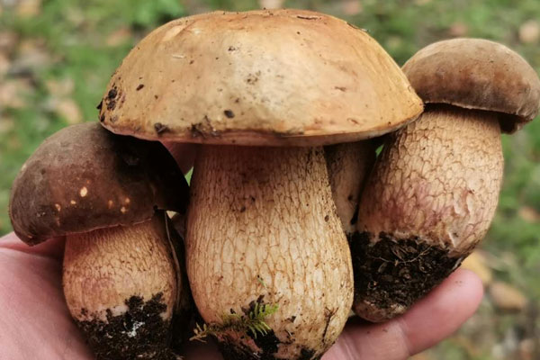 牛肝菌的藥用價(jià)值，干牛肝菌為什么要煮15分鐘