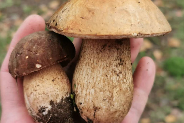 干牛肝菌要煮15分鐘嗎 干牛肝菌要煮15分鐘嗎