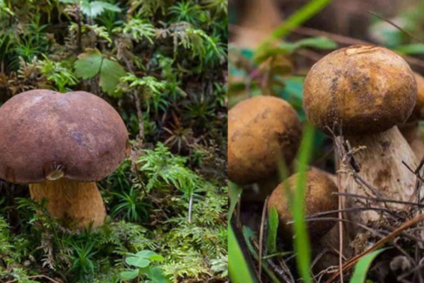 牛肝菌切開有黑色斑點(diǎn)，牛肝菌內(nèi)部褐色是壞了嗎