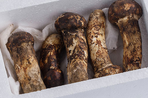 新鮮松茸的三個時期 新鮮松茸的三個時期