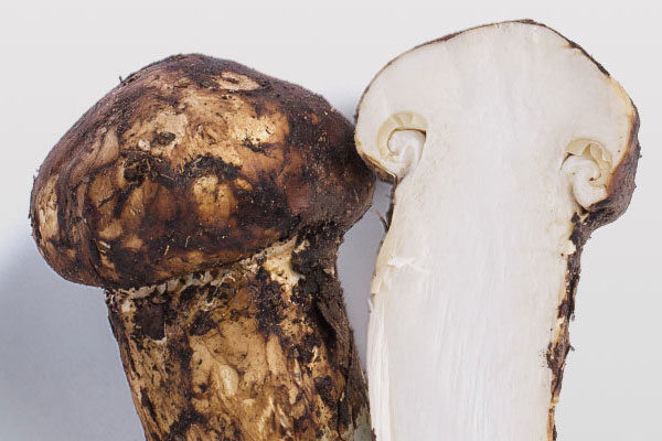 松茸開傘程度和營養(yǎng)有關(guān)系嗎 松茸開傘程度和營養(yǎng)有關(guān)系嗎