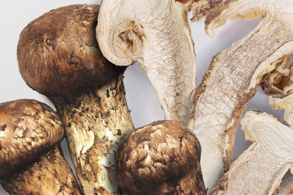 松茸喜歡長在什么坡度 松茸喜歡長在什么坡度