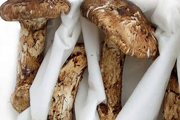 松茸散開(kāi)了有營(yíng)養(yǎng)嗎，松茸傘開(kāi)了好嗎