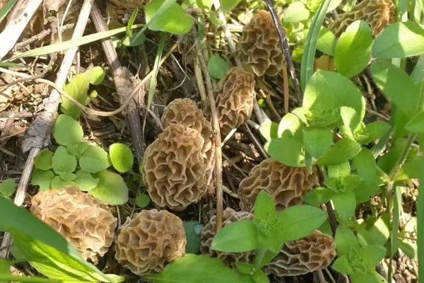 羊肚菌花蛤蒸蛋的營養(yǎng)價值 羊肚菌花蛤蒸蛋的營養(yǎng)價值