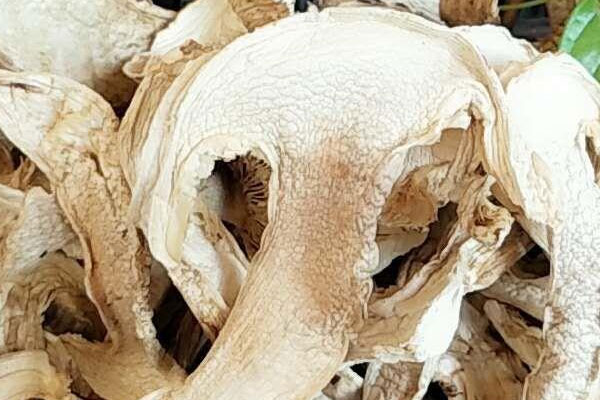 干松茸怎么放入冰箱好 干松茸怎么放入冰箱好