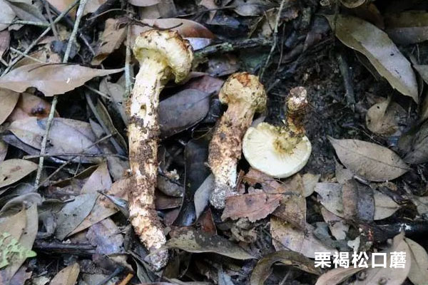 長(zhǎng)得像松茸的蘑菇有哪些 長(zhǎng)得像松茸的蘑菇有哪些