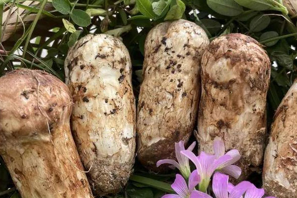 松茸的成熟期在幾月份，在北方四月份能采到松茸嗎