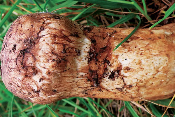 南方、北方出產(chǎn)的松茸有什么不同