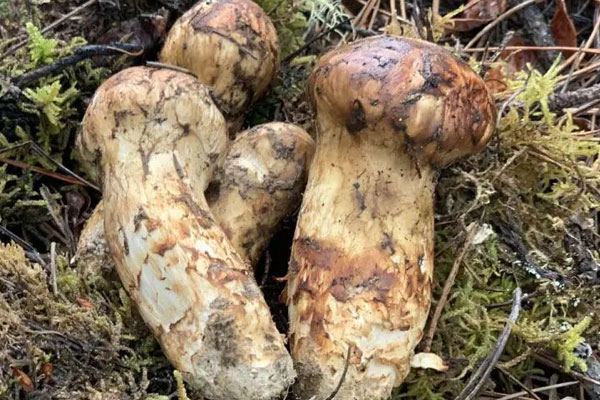 松茸一年四季都有嗎，云南松茸品質(zhì)好的原因