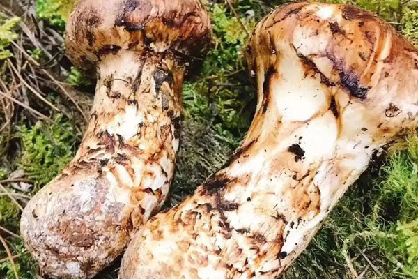 松蕈和松茸是同一種嗎，新鮮松茸幾月上市