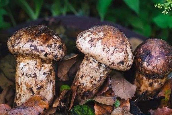 松露泡酒的好處 松露泡酒的好處