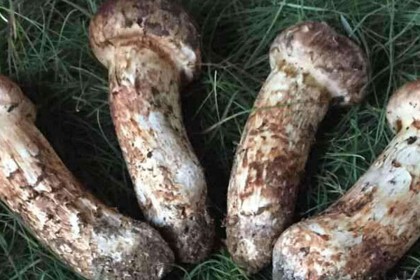 香格里拉松茸幾月份上市，松茸能保存多長(zhǎng)時(shí)間