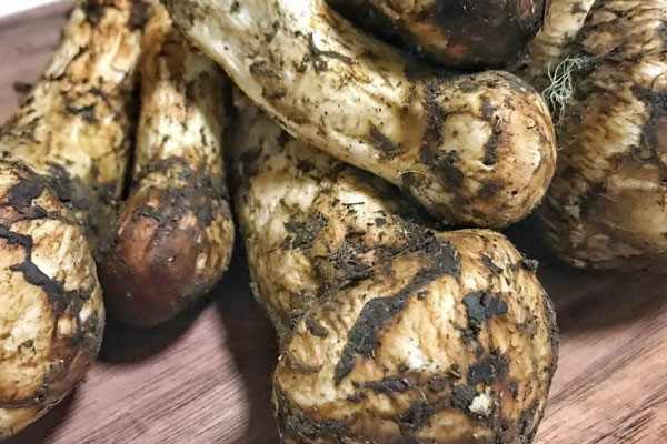 松茸可以保存多長(zhǎng)時(shí)間 松茸可以保存多長(zhǎng)時(shí)間