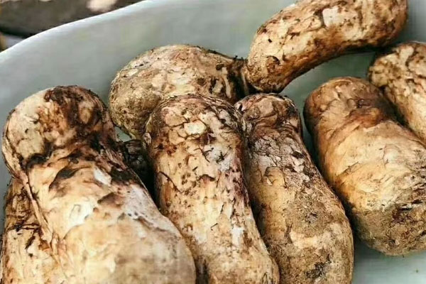 可以用鐵鋤頭挖松茸嗎 可以用鐵鋤頭挖松茸嗎