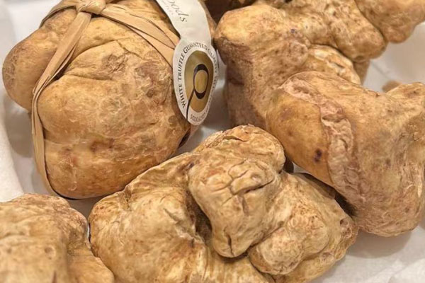 白松露產(chǎn)量多嗎 白松露產(chǎn)量多嗎