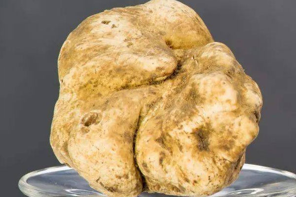 白松露放冷凍怎么弄保存更久 白松露放冷凍怎么弄保存更久