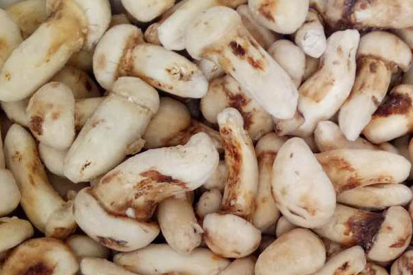 松茸冷凍后會(huì)影響營養(yǎng)價(jià)值嗎 松茸冷凍后會(huì)影響營養(yǎng)價(jià)值嗎