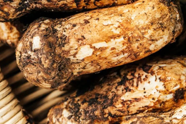 松茸全球產(chǎn)量高嗎 松茸全球產(chǎn)量高嗎