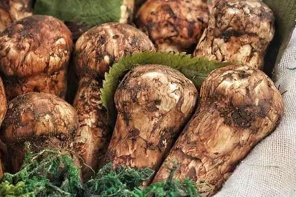 松茸長(zhǎng)在松樹(shù)下面嗎，松茸只長(zhǎng)在松樹(shù)下面嗎