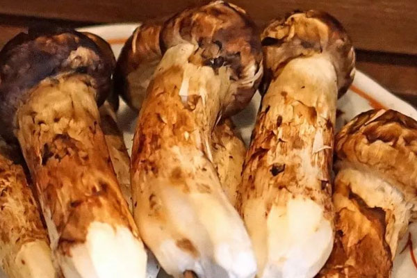 松茸只能長在松樹下面嗎 松茸只能長在松樹下面嗎