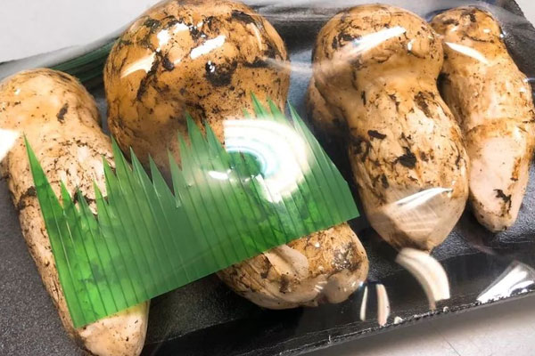 松茸運(yùn)輸兩天會(huì)變質(zhì)么，松茸過(guò)期了有毒嗎