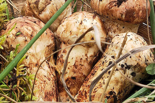 松茸上火還是降火，松茸是涼性還是熱性