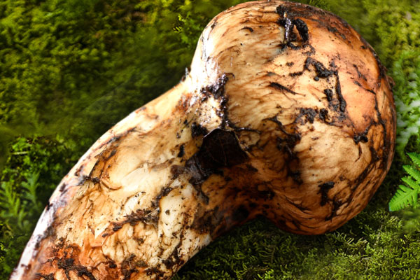 松茸是長(zhǎng)在松樹(shù)上嗎，松茸長(zhǎng)在什么樹(shù)根部