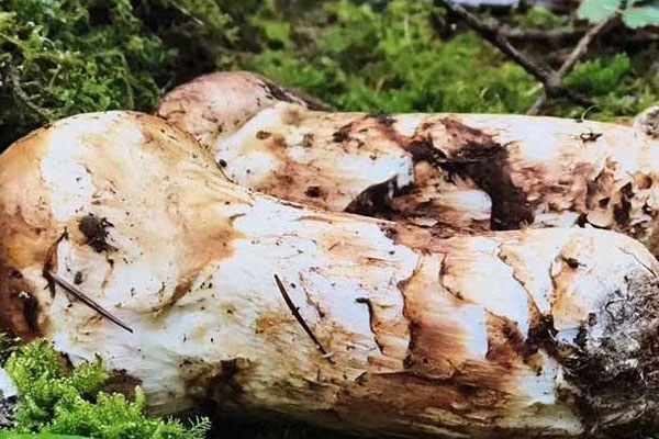 松茸長在哪些樹根部 松茸長在哪些樹根部