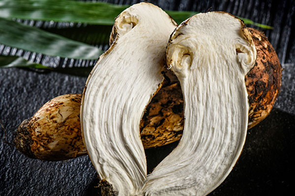 松茸是長(zhǎng)在樹(shù)上還是地上，松茸是長(zhǎng)在松樹(shù)林里嗎