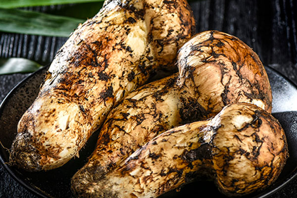 松茸是長在松樹林嗎 松茸是長在松樹林嗎