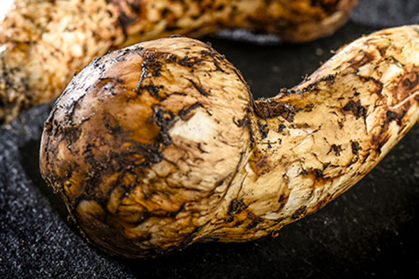 拉不出屎可以吃松茸嗎 拉不出屎可以吃松茸嗎