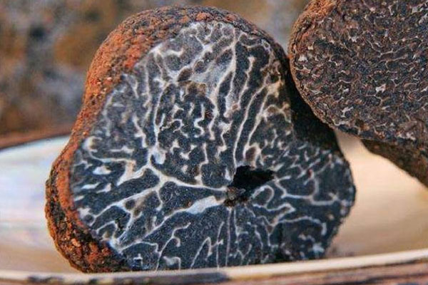 豬拱菌的生長(zhǎng)環(huán)境 豬拱菌的生長(zhǎng)環(huán)境