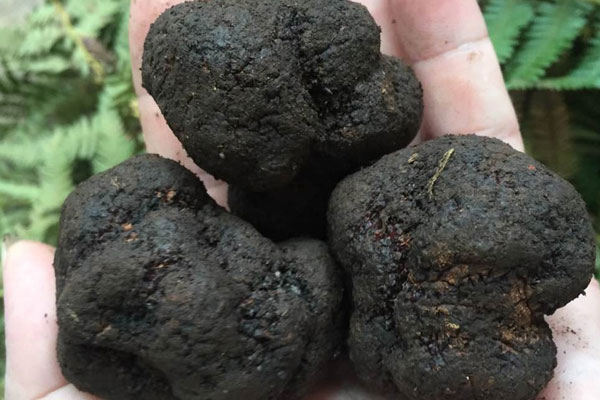 松露生長(zhǎng)下地下多少厘米 松露生長(zhǎng)下地下多少厘米