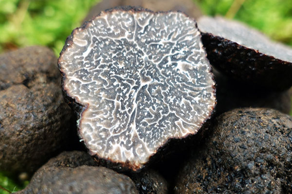 為什么豬能發(fā)現(xiàn)松露