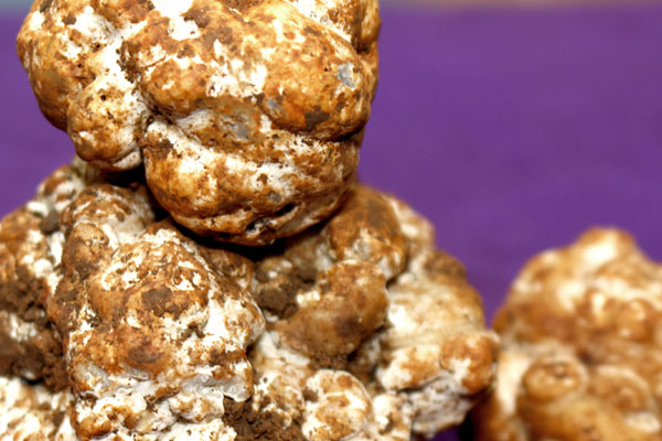 我國最大的白松露