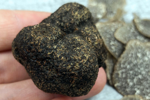 豬能聞到干貨松露嗎，廣西有松露嗎