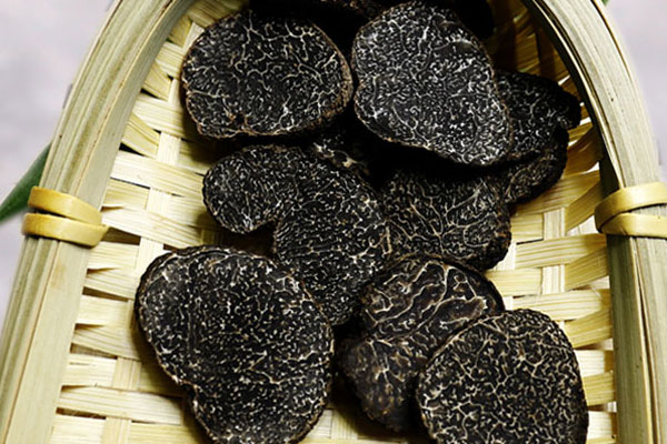 豬會找松露嗎，山東有黑松露嗎