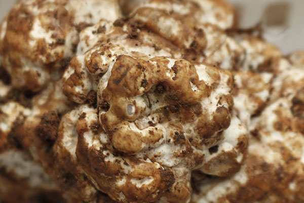 白松露幾月份才有 白松露幾月份才有