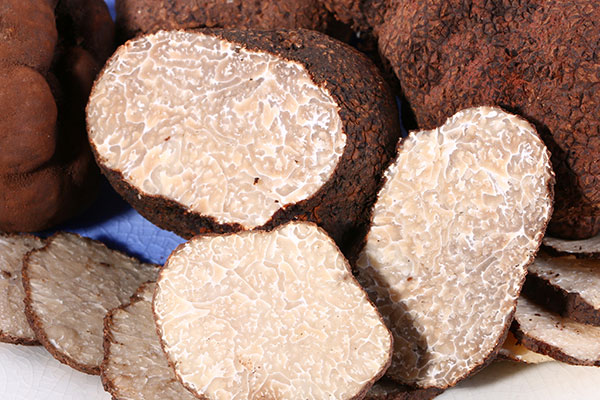 黑松露能不能種植，松露生長環(huán)境的特點