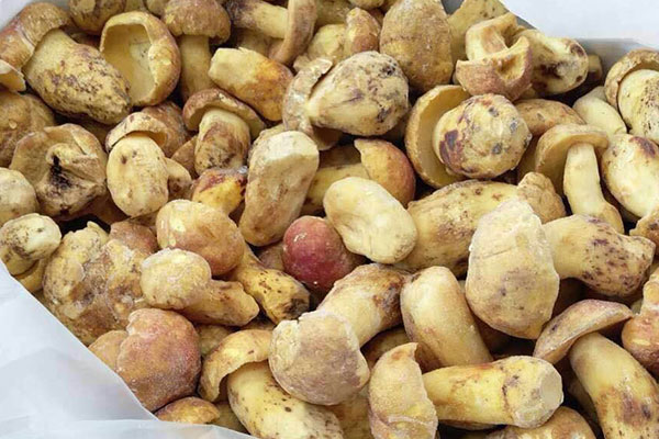 牛肝菌白汁口蘑意粉的食用禁忌 牛肝菌白汁口蘑意粉的食用禁忌