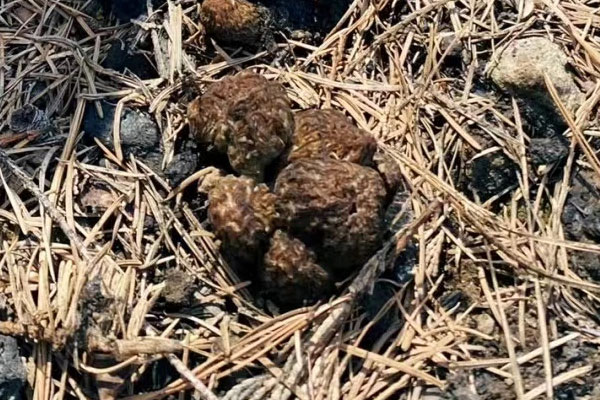 羊肚菌的生長環(huán)境要求，北方有野生羊肚菌嗎