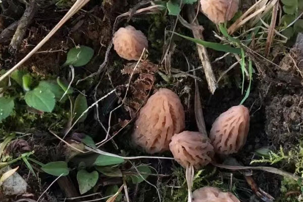 北方有沒(méi)有野生羊肚菌 北方有沒(méi)有野生羊肚菌