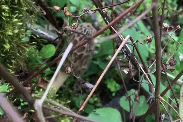 羊肚菌放了四年了能吃嗎 羊肚菌放了四年了能吃嗎