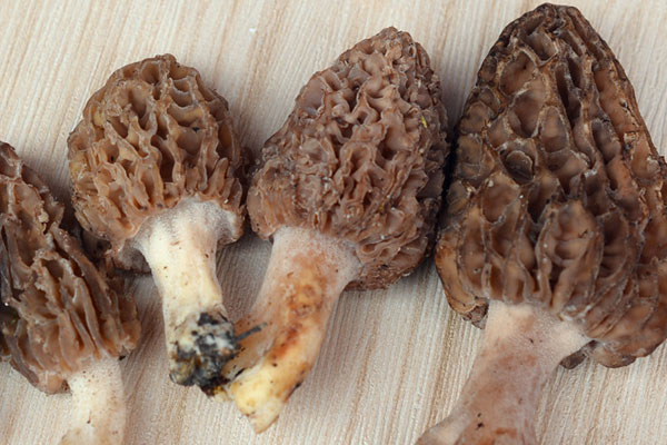 羊肚菌適合在東北生長嗎，野生羊肚菌的根能種嗎
