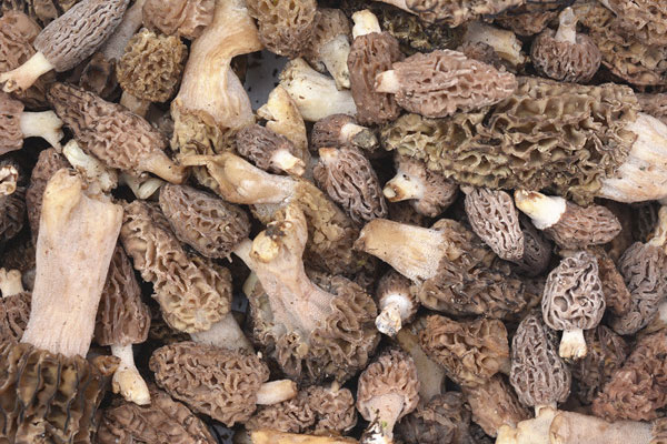 黑龍江適合種羊肚菌嗎，野生羊肚菌留根還會(huì)生長嗎