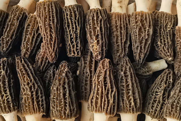 黑龍江可以種植羊肚菌嗎 黑龍江可以種植羊肚菌嗎