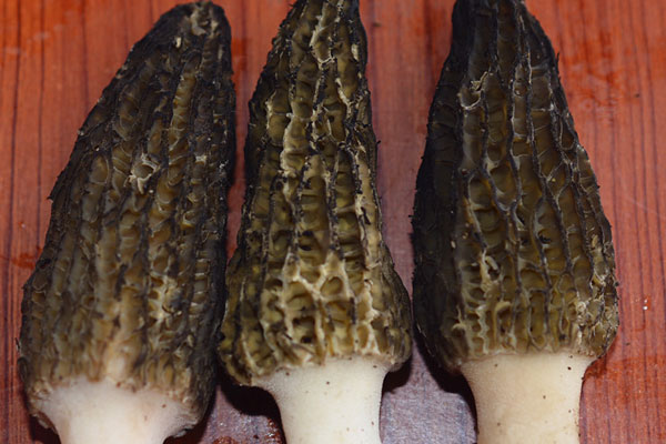 野生羊肚菌幾天能長大，羊肚菌在什么樹下生長